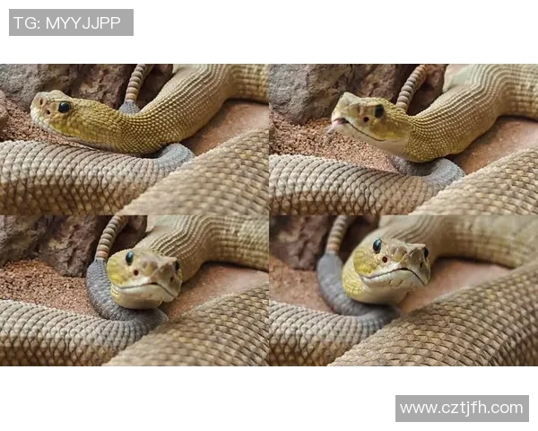 足坛巨星头部特写展现力量与魅力瞬间引爆无限热情